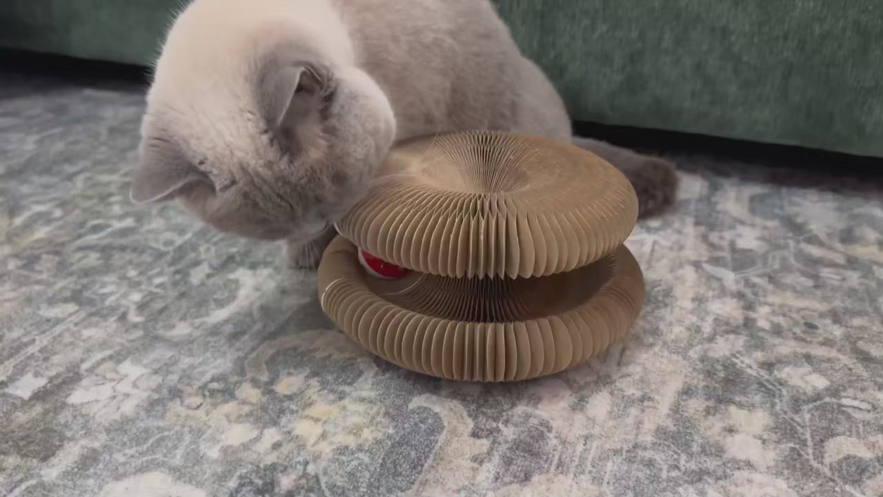 Round Cat Scratching Board with Rolling Ball
